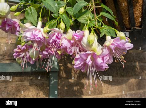 English Fuchsia Flower Close Up Hi Res Stock Photography And Images Alamy