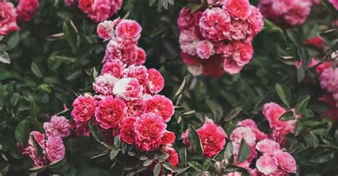 Maladie des rosiers Remède de grand mère qui marche Atelier des