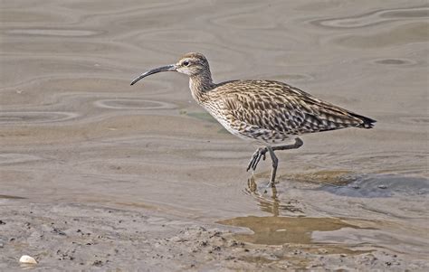 DSC1490 WHIMBREL Numenius Phaeopus Taken Kidwelly Q Flickr