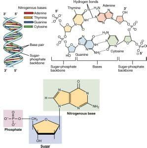 Nucleotide - Definition, Structure (3 Parts), Examples & Function