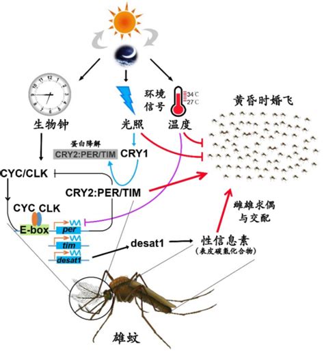 Science：王四宝团队揭示蚊子婚飞和求偶的奥秘——为研发蚊虫绿色防控技术提供新思路和新方法 蚊虫 防控 方法 交配 基因 研究 健康界