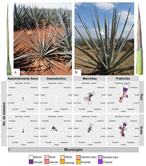 Caracterización morfológica y molecular de Fusarium spp asociados a la