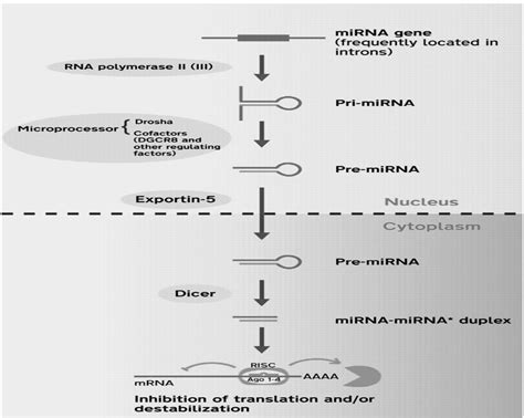 Micro Rna Mirna Biogenesis And Function Biology Ease