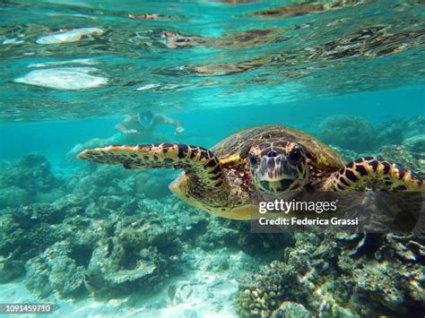 Sea Turtles Maldives Photos and Premium High Res Pictures - Getty Images