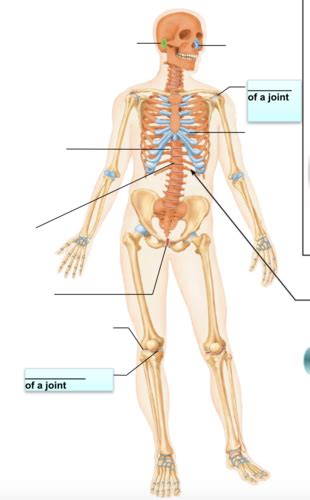 Exercise Overview Of The Skeleton Flashcards Quizlet