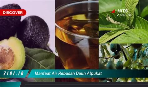 Temukan Manfaat Air Rebusan Daun Alpukat Yang Jarang Diketahui