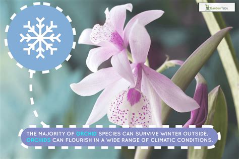 Can Orchids Survive Winter Outside