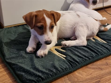 Jack Russel Terrier Oddam Suczka Miesi Ca Do Adopcji Warszawa