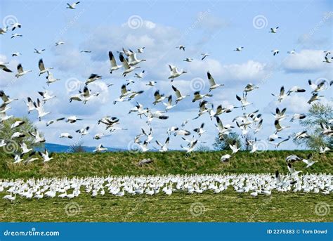 Snow Geese Flock stock image. Image of migrate, flock - 2275383