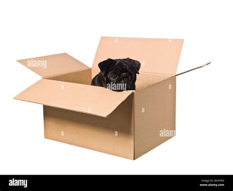 Dog In A Box Stock Photo Alamy