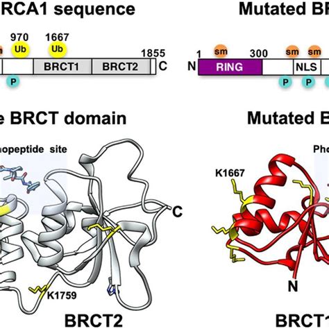 Post Translational Modifications To The BRCA1 Structure And Potential