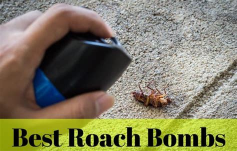 Roach-Bombs | Insect Hobbyist