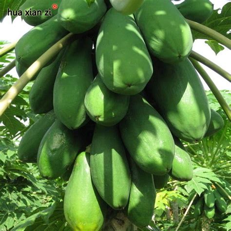 Flowering Quince Seeds Papaya Japonica Chaenomeles Sinensis Speciosa