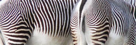 Zebra stripes Free Photo Download | FreeImages