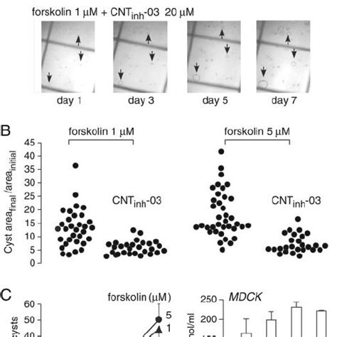 Inhibition Of Mdck Cell Cyst Formation And Expansion As A Model Of Download Scientific Diagram