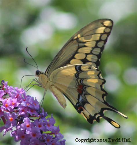 Giant Swallowtail Papilio cresphontes Cramer, 1777 | Butterflies and ...