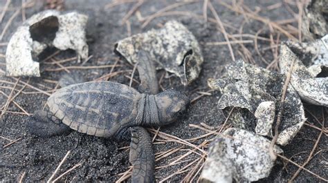 Sea Turtle Hatching - Free photo on Pixabay