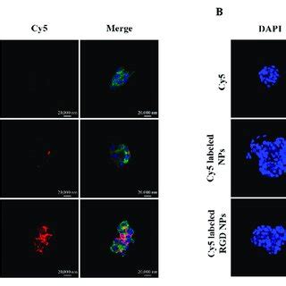 Cellular Uptake Of Cy Labeled Nps In T Cells And Fluorescence