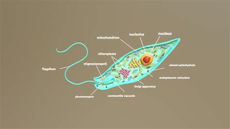 Diagram Of Euglena Cell Euglena Taxonomy Life Cycle Cell Anatomy And