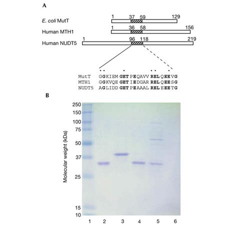 NUDT5 And MutT Related Proteins A Comparison Of Amino Acid Sequences