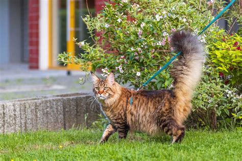 Why Do Cats Chase Their Tails? 4 Reasons Besides Play