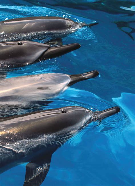 Dolphins Living On The Na Pali Coast Read This Story On Magzter