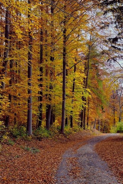 Paisaje De Bosque Oto Al Con Camino De Hojas De Oto O Luz C Lida