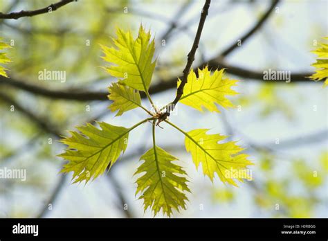 Red Oak Leaves Stock Photo Alamy