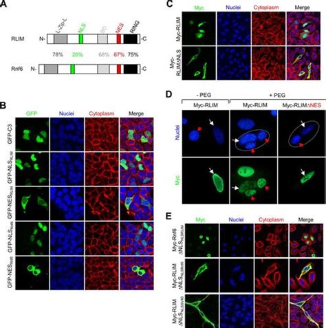 Functional Activity Of Rlim Rnf Is Regulated By Phosphorylation