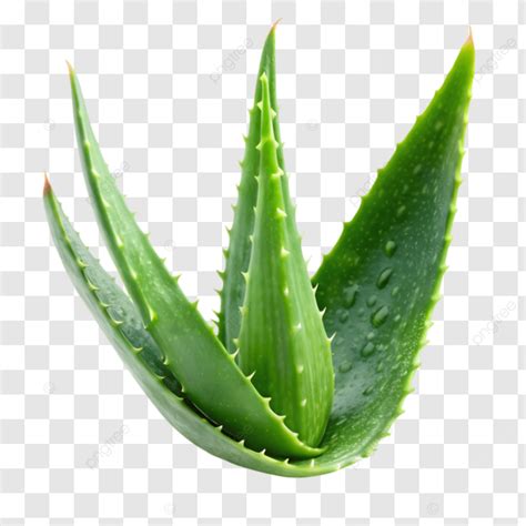 Aloe Vera 1 Hoja PNG dibujos áloe Vera Hoja PNG Imagen para Descarga