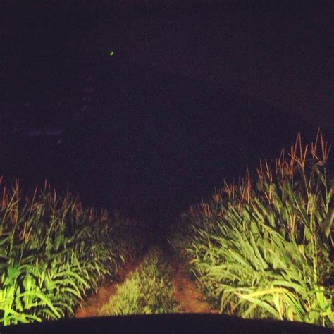 Corn Field at Night Photography