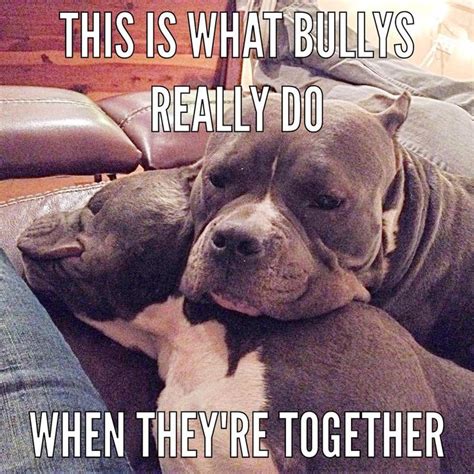 Yes This Is True Pitbulls Pitbull Terrier Dogs