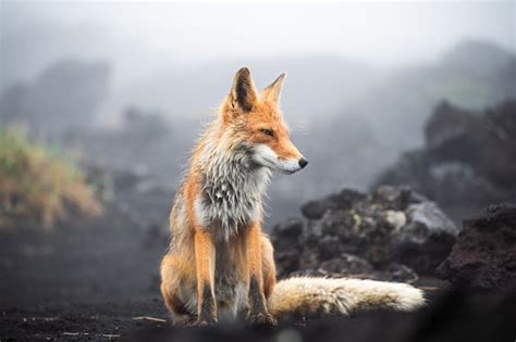 Um magnífico selvagem Red Fox Vulpes vulpes à caça de comida para