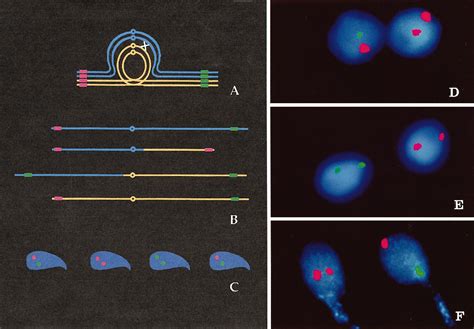 Figure From Direct Evidence For Suppression Of Recombination Within