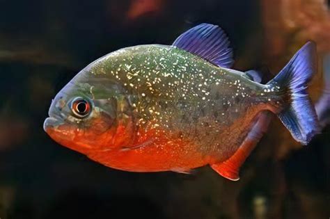 Red Bellied Piranha Serrasalmus Nattereri Sims Tropical Fish