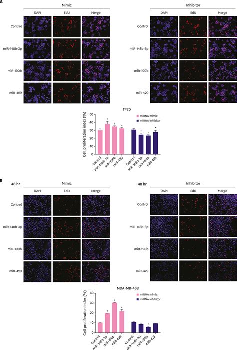 Mir B P Mir B And Mir Regulate Cell Progression And Act As