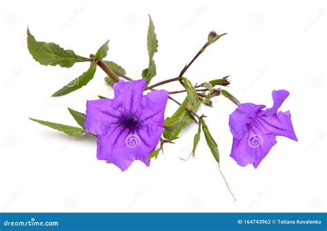 Ruellia Simplex The Mexican Petunia Mexican Bluebell Or Britton S