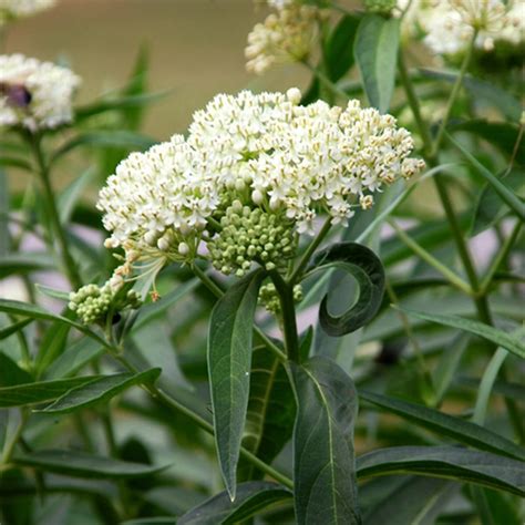 Asclepias Incarnata Ice Ballet Swamp Milkweed Siteone