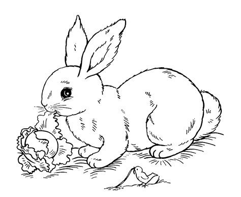 Coloriage Lapin Coloriage Lapins Coloriages Animaux Porn Sex Picture