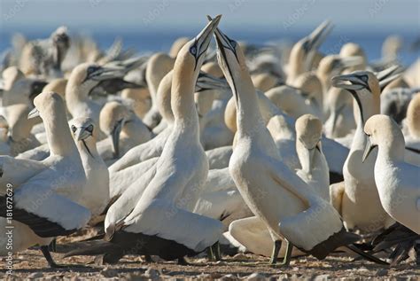 Cape Gannets Morus Capensis Bird Island Nature Reserve Lambert S Bay