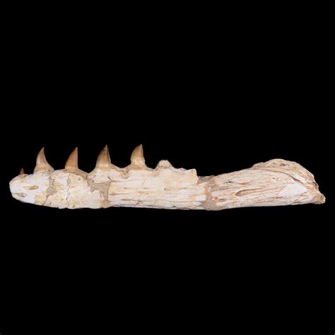 11.1 Mosasaur Platecarpus Fossil Jaw Section Teeth - Etsy