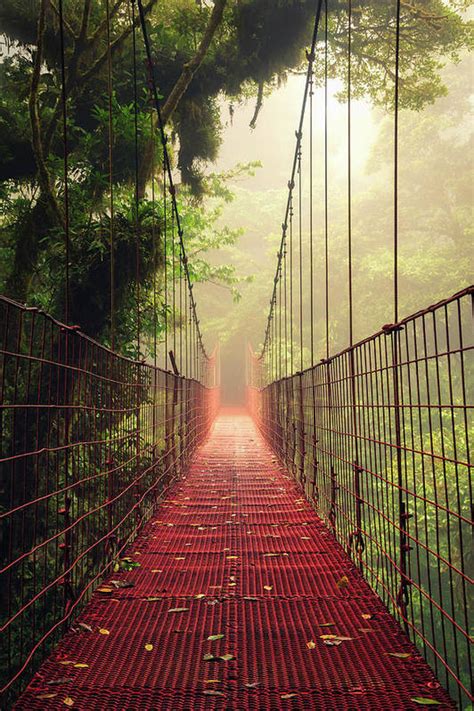 Monteverde Cloud Forest Costa Rica Poster By Photograph By Mikael