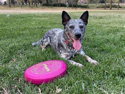 Las Mejores Tiendas De Mascotas En Cdmx Para Perros Y Gatos