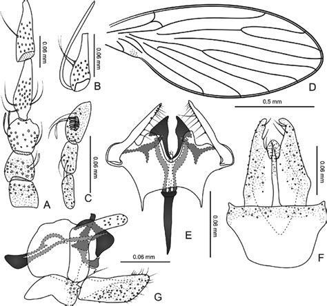 A G Trichomyia Cetrae Sp Nov A Scape Pedicel And Basal