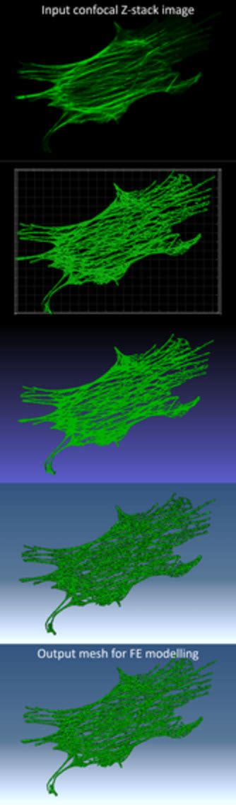 3D Immunoconfocal Image Reconstruction Of Fibroblast Cytoskeleton And