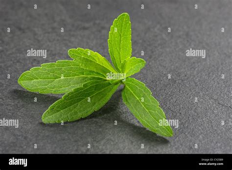 Feuille de stevia Banque de photographies et dimages à haute