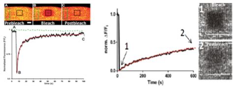 Fluorescence Recovery After Photobleaching Frap Bloch Lab