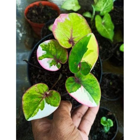 Jual Tanaman Hias Keladi Thai Hybrid Pluto Bunga Hias Keladi Caladium