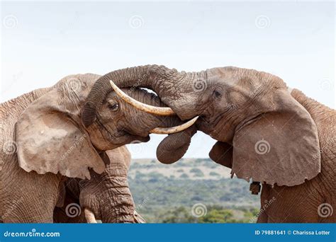 Bush Elephants Showing Some Love And Affection Stock Image Image Of