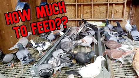 Feeding Pigeons How Much And How Often Youtube